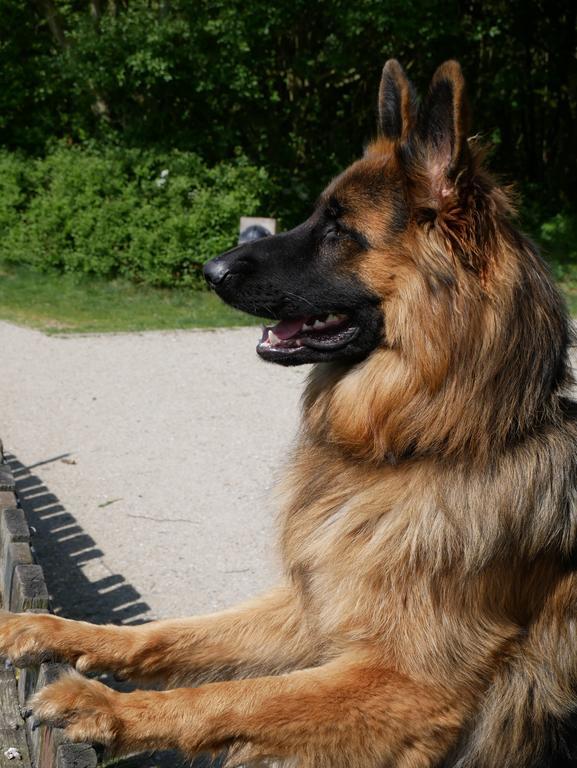Huize De Duinen Aparthotel Bergen aan Zee Kültér fotó