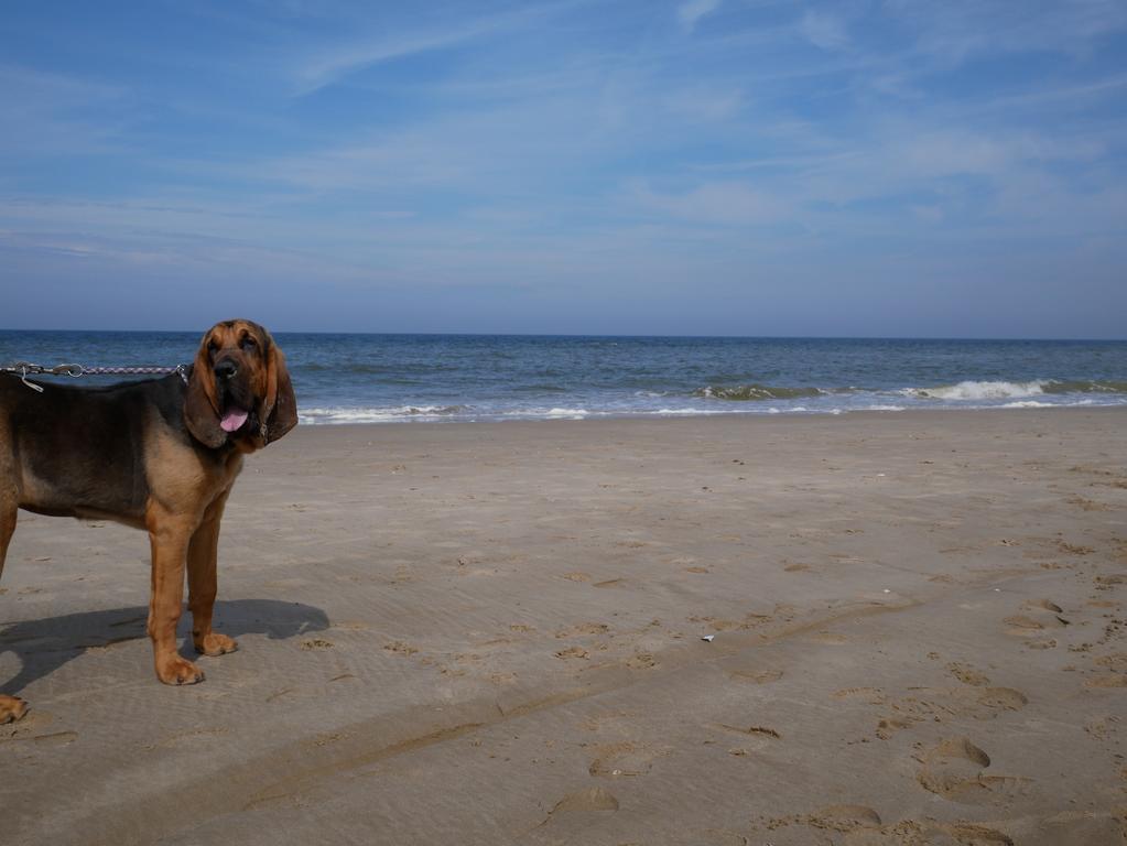 Huize De Duinen Aparthotel Bergen aan Zee Kültér fotó